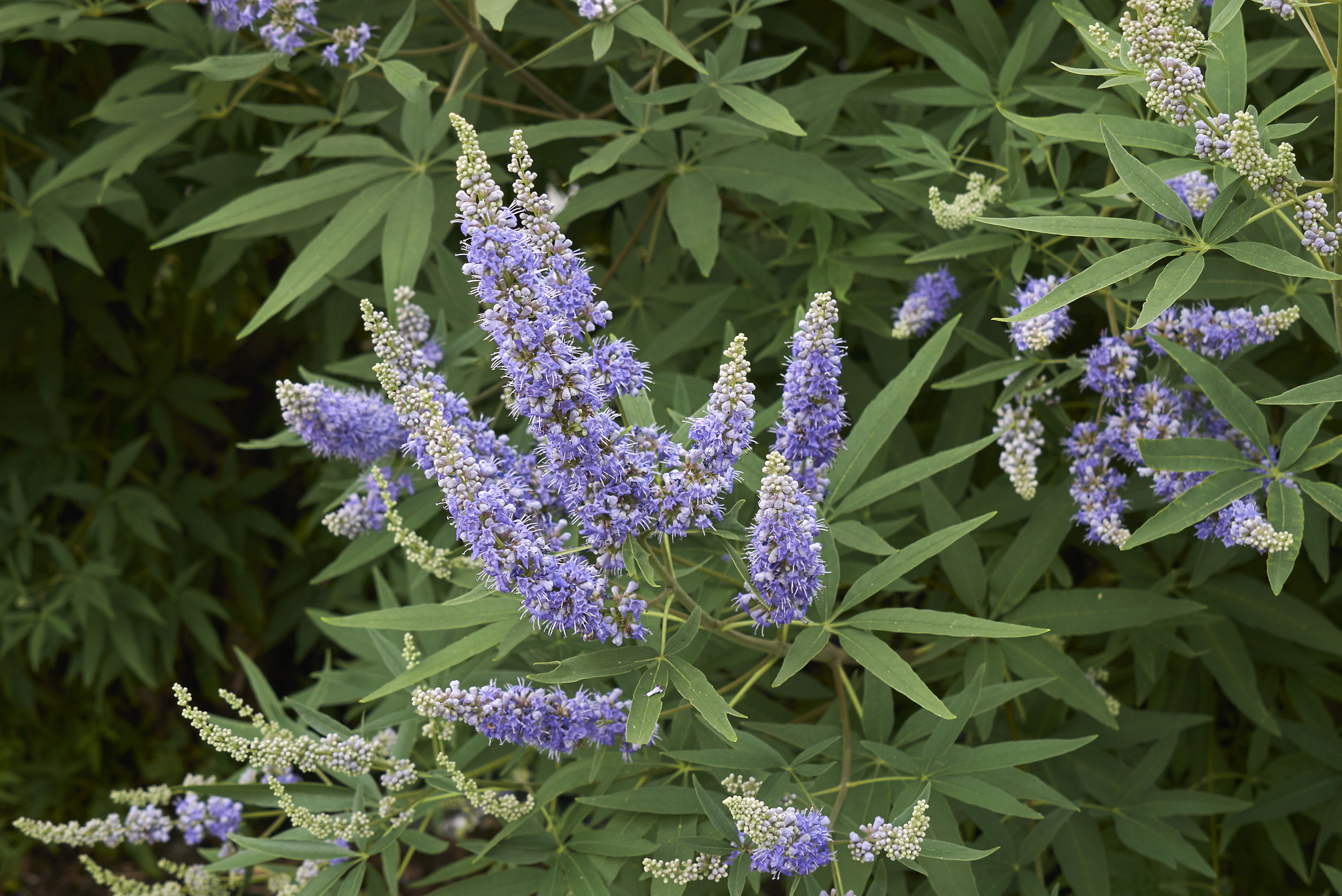 Progesterone Deficiency